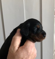 /album/fotogalleri-aktuelle-kull/hanne0-jpg/