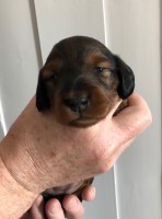 /album/fotogalleri-aktuelle-kull/tispe01-jpg/