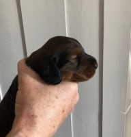 /album/fotogalleri-aktuelle-kull/tispe1-jpg/