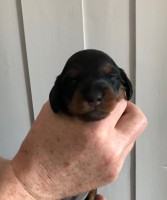 /album/fotogalleri-aktuelle-kull/tispe2-jpg/