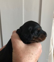 /album/fotogalleri-aktuelle-kull/tispe3gul-jpg/