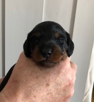 /album/fotogalleri-aktuelle-kull/tispe03-gul-jpg/