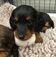 /album/fotogalleri-aktuelle-kull/img-3317-jpg/