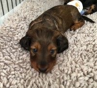 /album/fotogalleri-aktuelle-kull/img-3313-jpg/