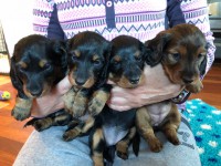 /album/fotogalleri-aktuelle-kull/img-3335-jpg/