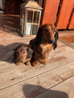 /album/fotogalleri-aktuelle-kull/img-3717-jpg/