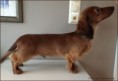 /album/fotogalleri-dachsverks-exo/felix-4-1-2mnd-jpg1/